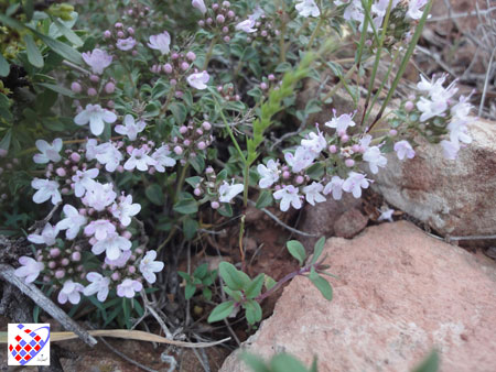 wild flowers Eynali  عینالی گل 